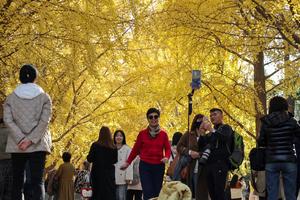 Musim gugur di Beijing