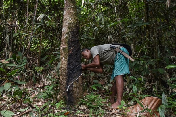 Warga memanen karet di wilayah adat Gajah Bertalut