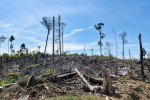 Pembalakan liar di Koridor Gajah Bengkulu