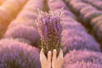 Tanaman Pengusir Nyamuk 