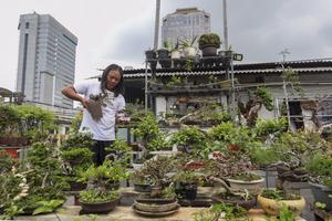 Budidaya tanaman bonsai di atap rumah