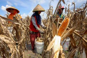 Panen dini jagung terdampak cuaca di Nganjuk