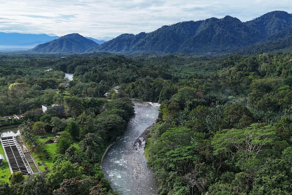 hutan, kredit karbon, Indonesia