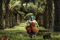 PT Sampoerna Agro Tbk (SGRO)