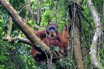 Jungle trekking ke dalam kawasan ekosistem leuser