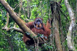 Jungle trekking ke dalam kawasan ekosistem leuser