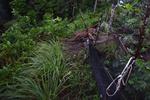 Penyelamatan Harimau Sumatera di ladang masyarakat