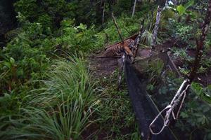 Penyelamatan Harimau Sumatera di ladang masyarakat