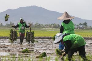 Target produksi beras tahun 2026