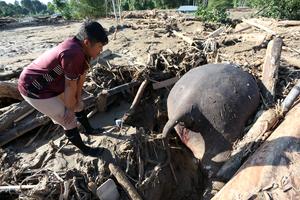 Gajah mati akibat banjir di Aceh