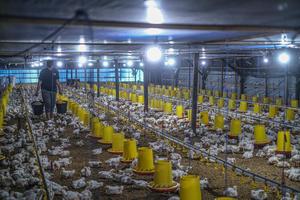 Pemanfaatan energi listrik untuk peternakan tertutup di Konawe Selatan