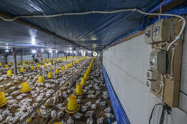 Pemanfaatan energi listrik untuk peternakan tertutup di Konawe Selatan