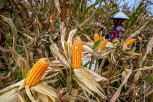 Luas panen dan produksi jagung di Indonesia