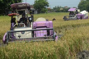 Panen padi di Klaten