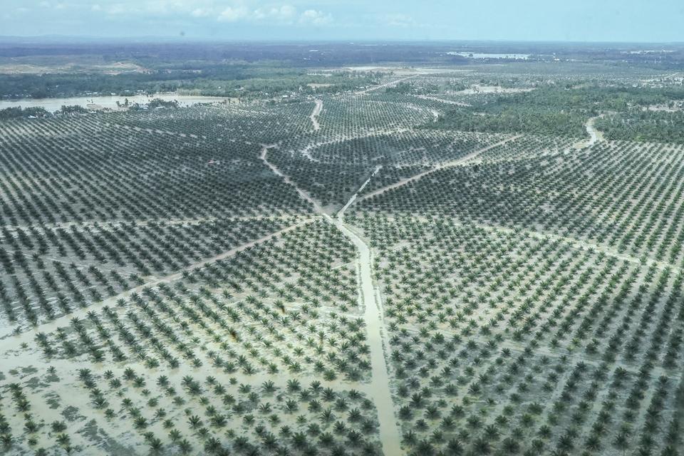 Kebun kelapa sawit tergenang sisa banjir bandang terlihat dari Helikopter Caracal Skadron Udara 8 Lanud Atang Sendjaja di Kabupaten Aceh Tamiang, Aceh, Rabu (3/12/2025). 