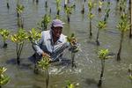 Nelayan tanam mangrove di pesisir laut Semarang