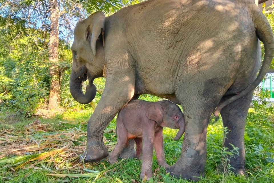 Seekor anak gajah Sumatra lahir di Taman Nasional Way Kambas, Lampung pada Rabu (4/12), pukul 23.25 WIB. Foto: Kementerian Kehutanan