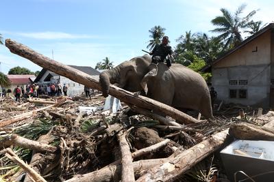 Gajah bersihkan puing kayu bencana Aceh