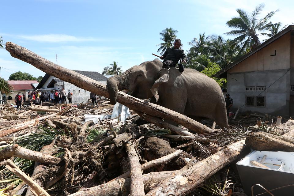 Gajah bersihkan puing kayu bencana Aceh