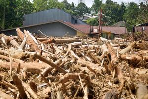 Tumpukan kayu gelondongan di permukiman