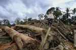 Desa Aek Garoga dipenuhi kayu pascabanjir bandang