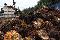 Harga TBS sawit turun di Sulbar