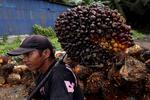 Harga TBS sawit turun di Sulbar