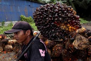 Harga TBS sawit turun di Sulbar