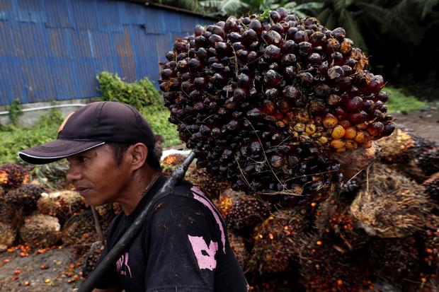 Harga TBS sawit turun di Sulbar