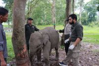 Kemenhut datangkan dokter gajah dari India