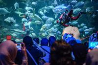 Perayaan Natal Sea World Ancol