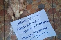 Teror Bangkai Ayam Greenpeace