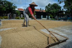 Bulog lanjutkan kebijakan pembelian gabah satu harga