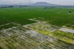 Perluasan area panen padi di Banten