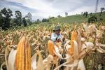 Panen raya jagung serentak kuartal 1 di Cikalongwetan