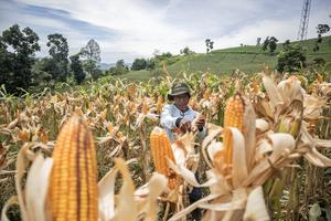 Panen raya jagung serentak kuartal 1 di Cikalongwetan
