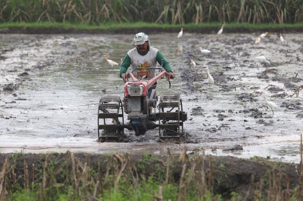 Tujuh juta hektare lahan pangan Indonesia