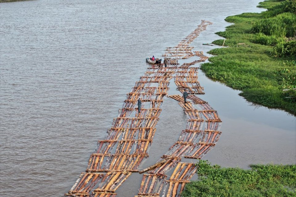 Kemenhut menggagalkan pengedaran kayu ilegal di Kabupaten Ketapang, Kalimantan Barat, Sabtu (17/1).