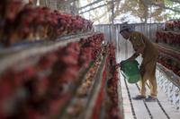 Kebutuhan peternak ayam petelur untuk MBG