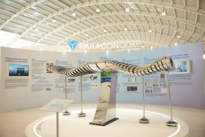 ParagonCorp