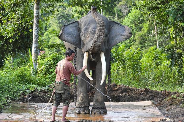 Presiden Prabowo Teken Inpres Penyelamatan Gajah, Apa Isinya?