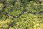 Populasi gajah liar Bentang Alam Bukit Tigapuluh