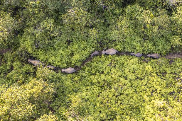 Inpres Gajah Segera Terbit, Jalan Tol Wajib Punya Terowongan Satwa