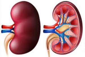 Apa itu Tuberkulosis Ginjal?