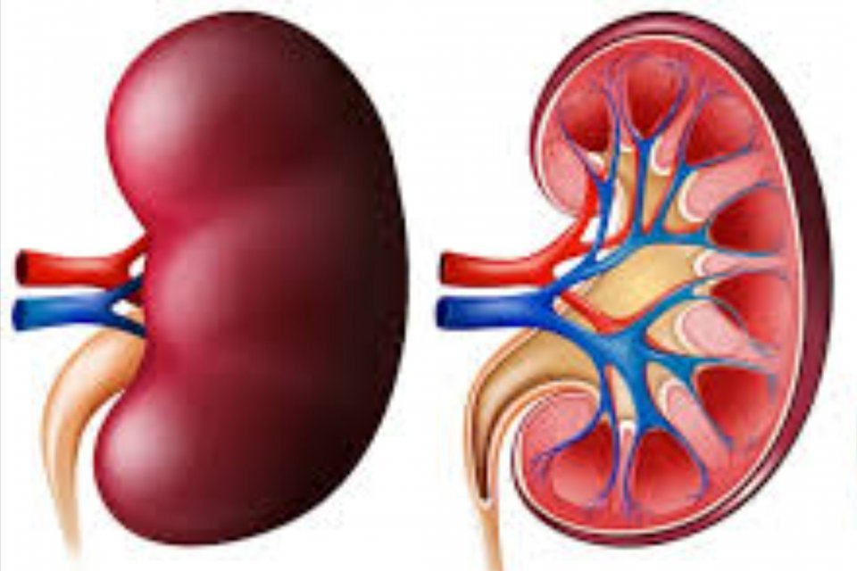 Apa itu Tuberkulosis Ginjal?