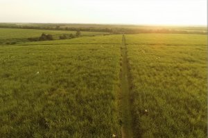 Sugar Group Companies