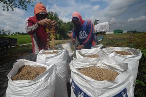 Penyerapan gabah dan beras Bulog Jateng 2026