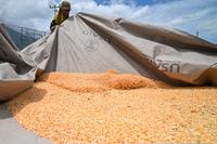 Kenaikan target serapan jagung lokal Bulog Sulteng