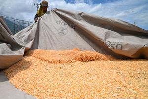 Kenaikan target serapan jagung lokal Bulog Sulteng