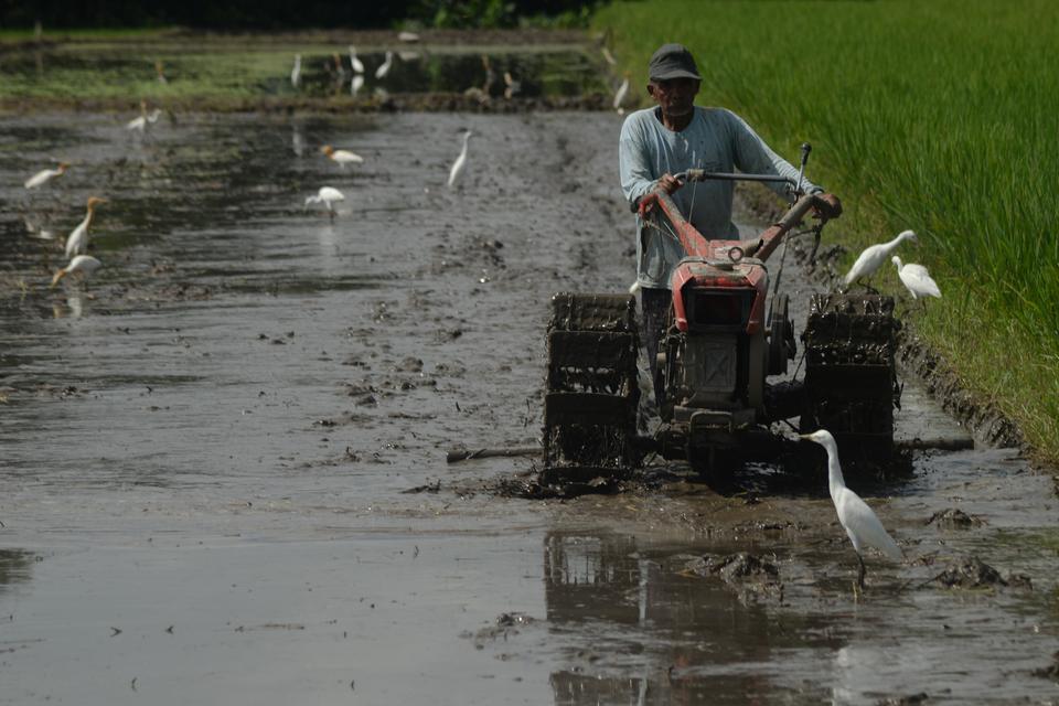 sawah, bencana sumatra